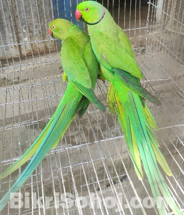 টিয়া পাখি ( ইন্ডিয়ান রিংনেট )